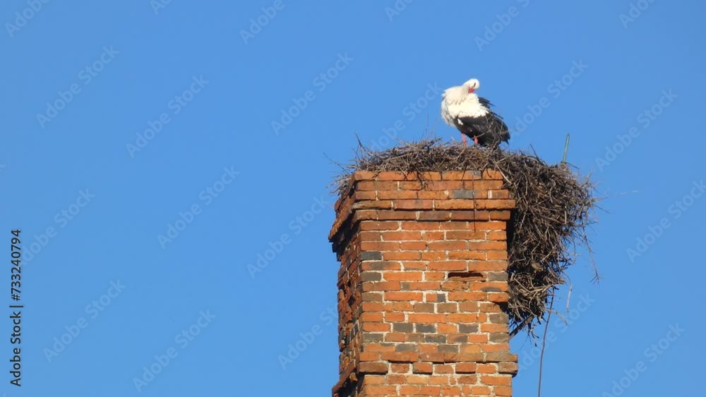 A stork in its nest, almost fallen, built on top of a red brick chimney, taking care of its plumage. Horizontal video. A stork in its nest, almost fallen, built on top of a red brick chimney, taking care of its plumage. Horizontal video.