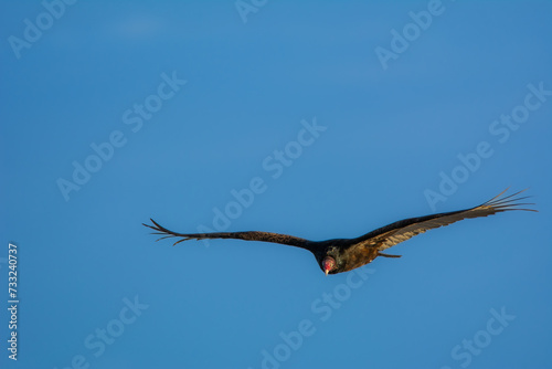 Vulture in flight in the sky of Miami Florida  USA