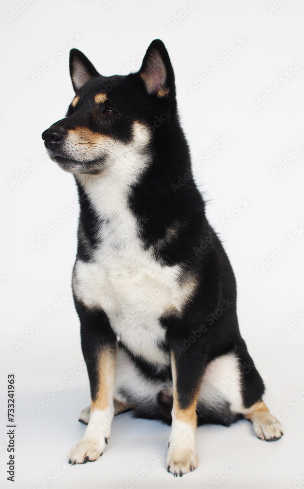 isolate portrait black and tan shiba inu on white background, For use in illustrations, Background image or copy space.