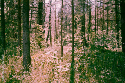 Fototapeta Naklejka Na Ścianę i Meble -  The sun in the summer forest through the leaves - film photography 