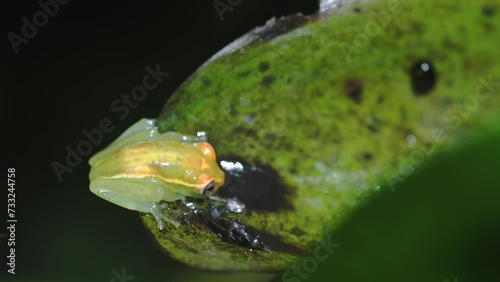 Glass frog on a water plant in Limoncocha National Biological Reserve in Ecuador, South America. Rainforests of the Amazon basin.