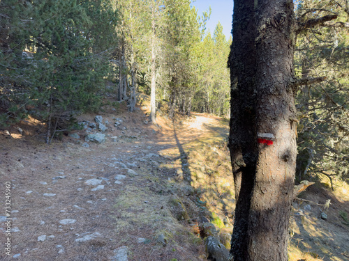 Indicateur chemin de grande randonnée sur un arbre