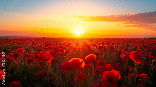 Sunset embrace on poppy field. A field of vivid red poppies  golden glow
