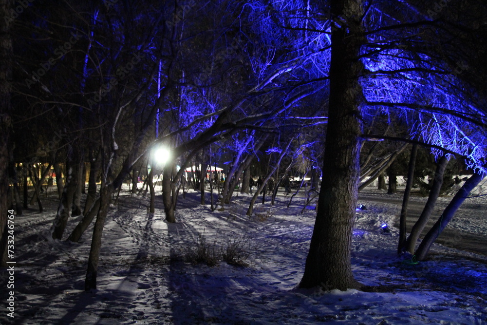 winter forest at night, Silver Skate Festival, Sir Wilfrid Laurier Park, Edmonton, Alberta