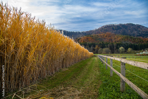 Beautiful autumn landscape. Tall yellow reeds and mountains in the background.