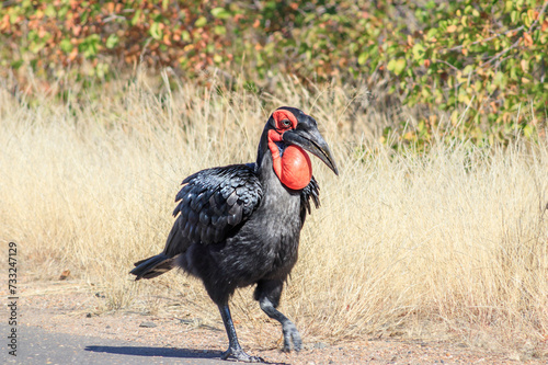 Southern Ground Hornbill (Bucorvus leadbeateri) walking during the day, Kruger National Park, South Africa