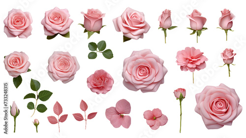 Pink Roses and Floral Elements for Garden Designs and Perfume Art, PNG Digital Art 3D with Transparent Background, Feminine and Romantic Botanical Decorations