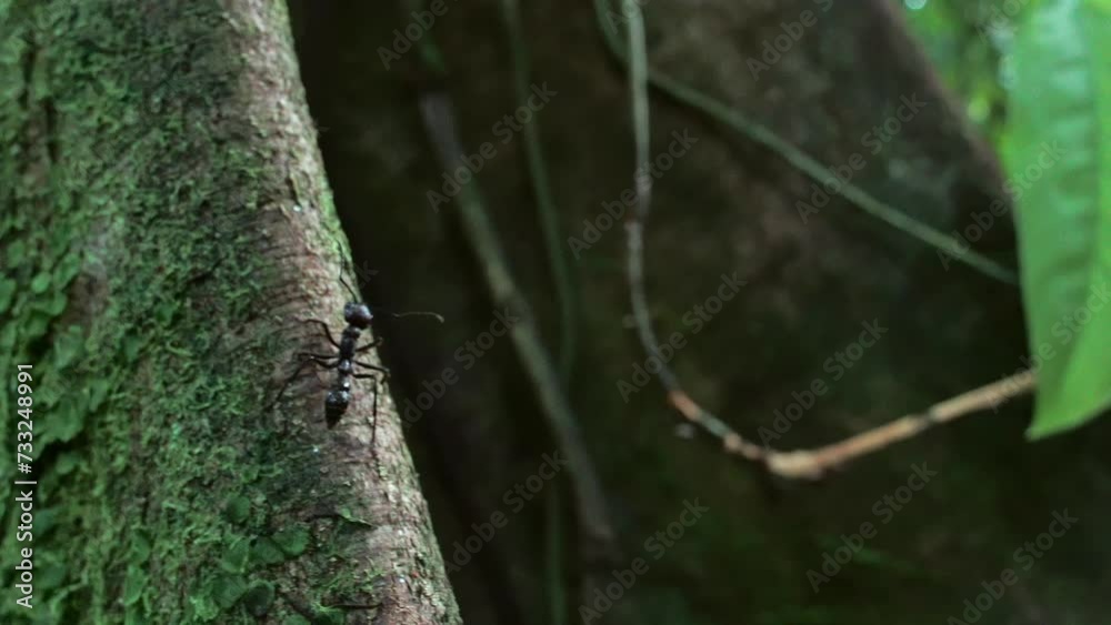 Bullet ant, Paraponera clavata, in the Ecuadorian rainforest, South America. The ant with the most painful bite in the world. Bullet ant, Paraponera clavata, in the Ecuadorian rainforest, South America. The ant with the most painful bite in the world.