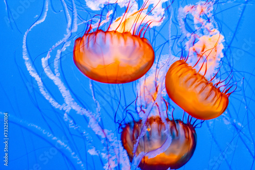 jelly fishes in the ocean photo