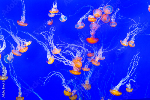 jelly fishes in the ocean