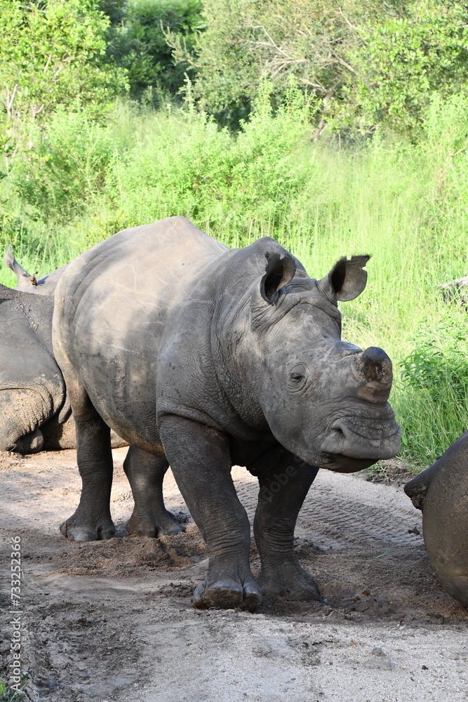 White rhinoceros in Sabi Sands Game Reserve | Safari | Big Five | South Africa White rhinoceros in Sabi Sands Game Reserve | Safari | Big Five | South Africa