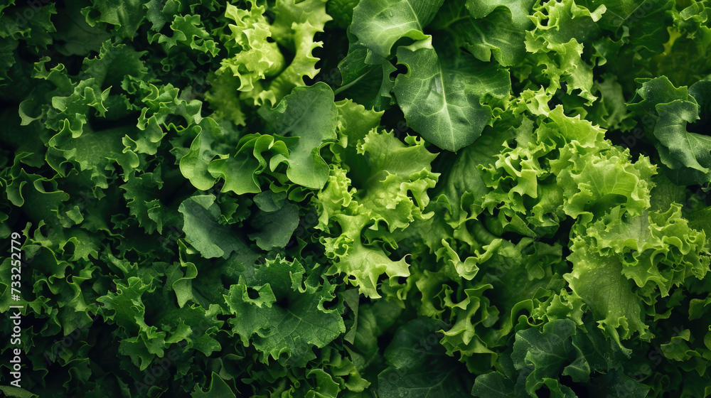 green background, texture of fresh lettuce leaves, top view - obrazy, fototapety, plakaty 