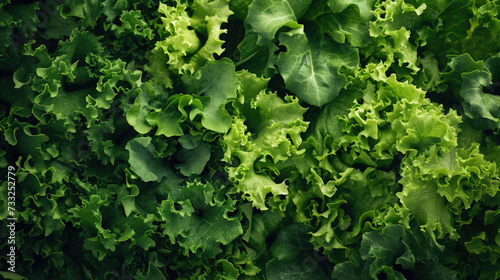 green background, texture of fresh lettuce leaves, top view photo