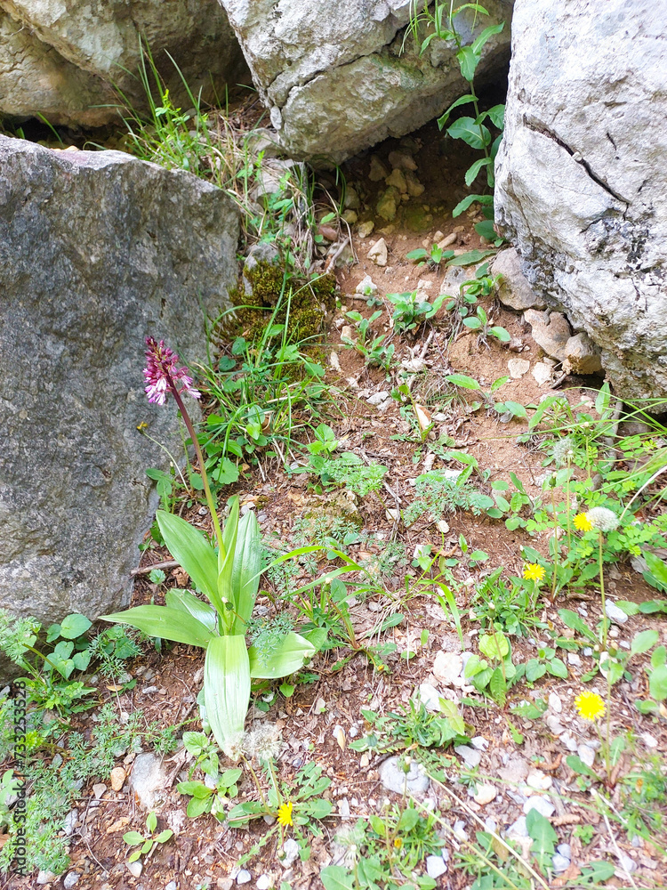 Obraz premium flowers on the rocks