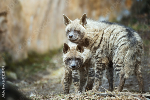 Striped hyena (Hyaena hyaena) with broad head and dark eyes
