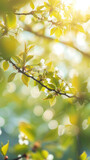 spring blooming branch with white cherry,sakura flowers, blurred green background with bokeh,sunlight,horizontal