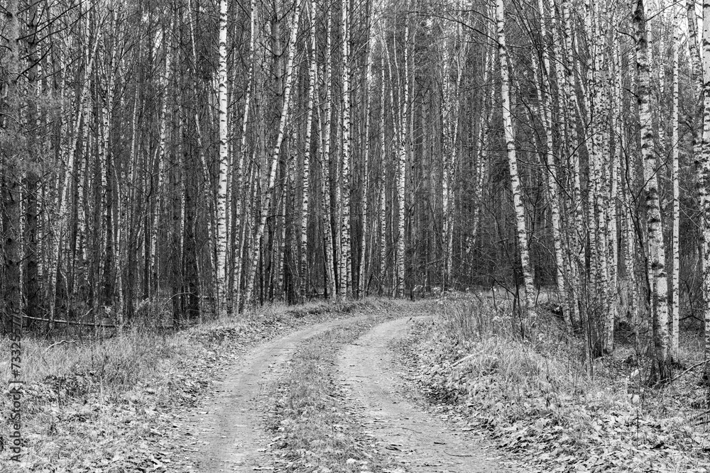 A country road in a pine forest in autumn. A country road in a pine forest in autumn.