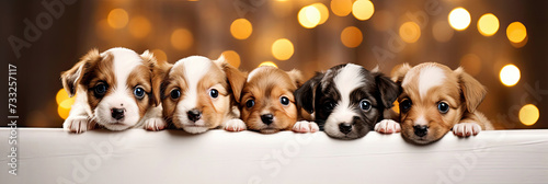 A cute puppies peeking out from behind a wooden board. Dogs with a defocused background, cozy atmosphere. Promotional banner for animal shelter, pet shop or vet clinic.