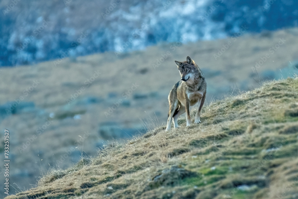 Rare example of a wild Italian wolf taken in nature while looking downstream in search of prey at dawn. Alps, Italy, January.