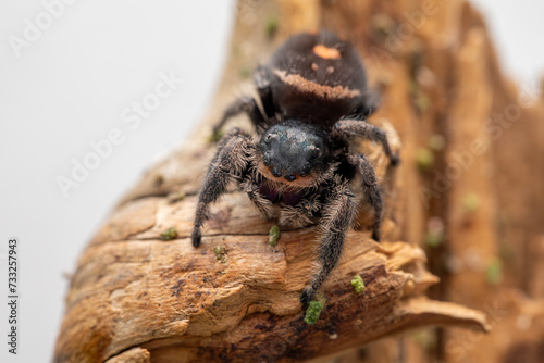 An adult female regal jumping spider (phidippus regus) perched on a wood feature in her terrarium.