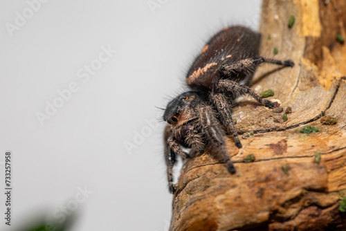 An adult female regal jumping spider (phidippus regus) perched on a wood feature in her terrarium. © Jorge