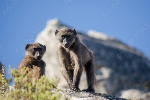 Monkeys posing at Prince Albert South Africa photo