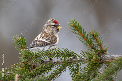 The Mealy redpoll bird in the spruce forest in winter on the snow