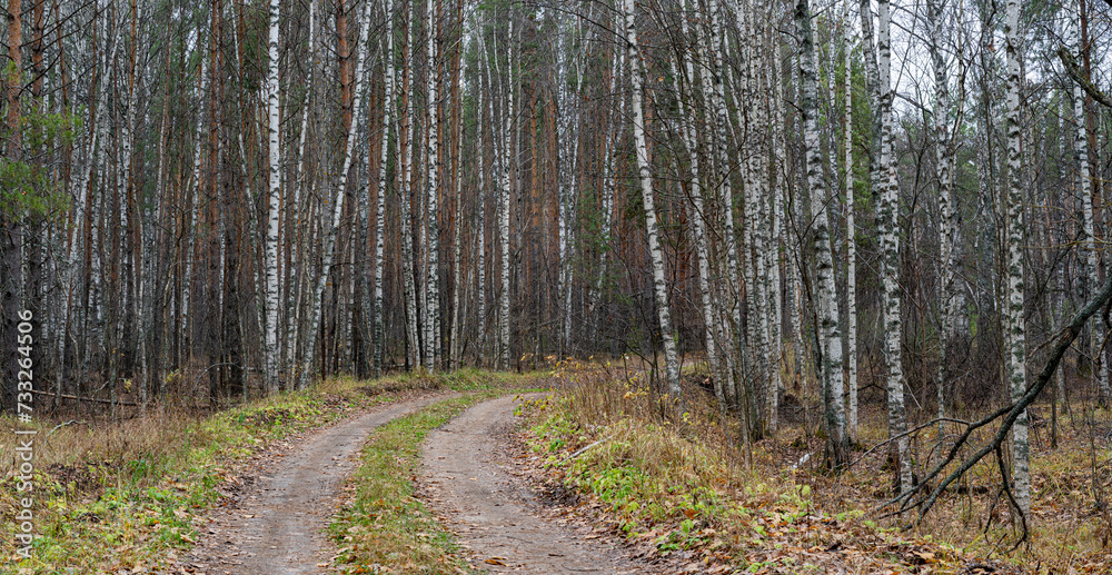 Obraz premium A country road in a pine forest in autumn.