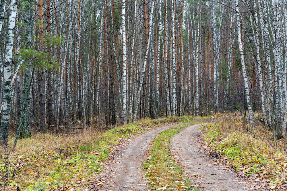 Obraz premium A country road in a pine forest in autumn.