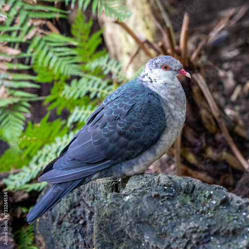 Juvenile white-headed pigeon, Columba leucomela, endemic to the east coast of Australia.