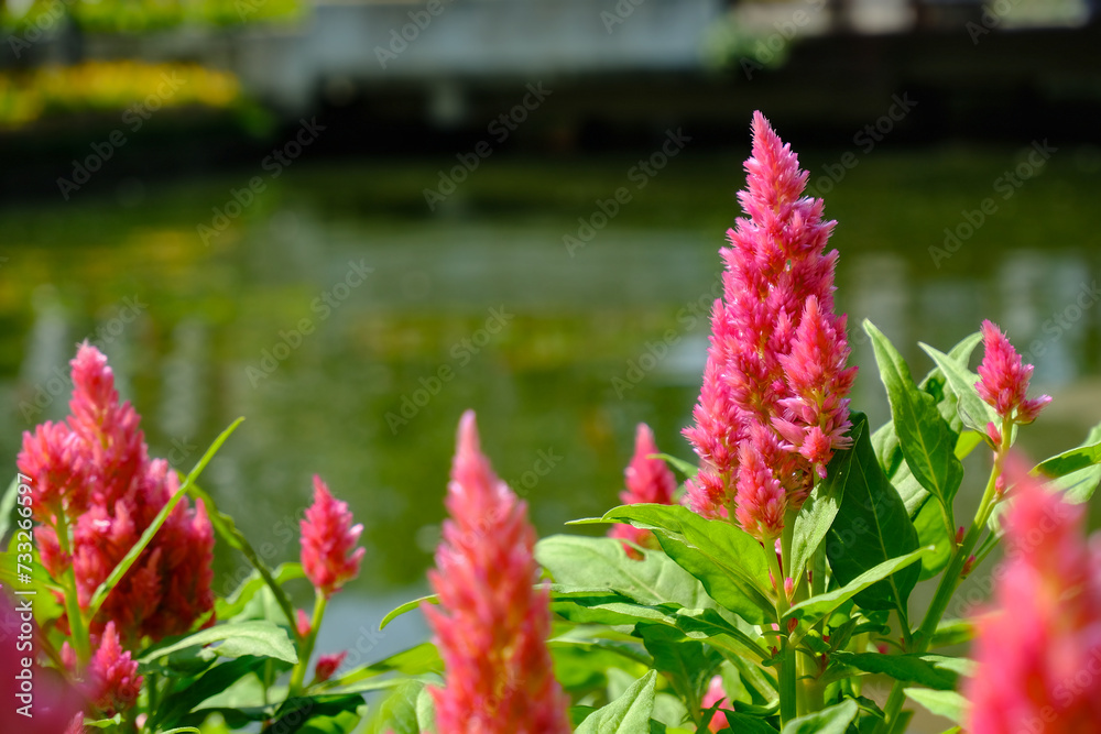 Beautiful red celosia flowers bloom in a garden, cluster of red cockscomb flowers Beautiful red celosia flowers bloom in a garden, cluster of red cockscomb flowers