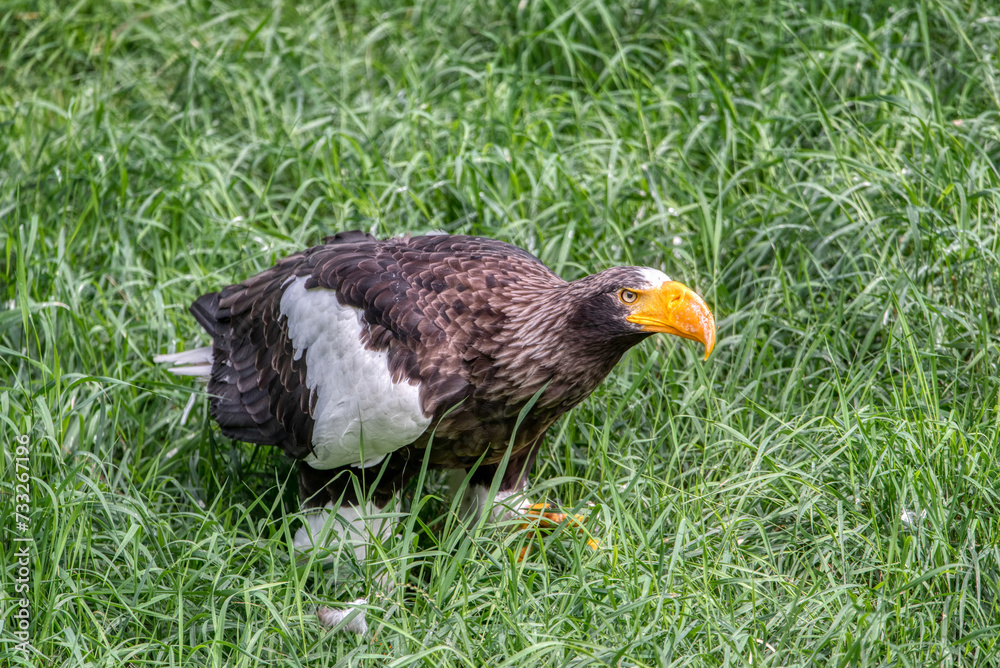Fototapeta premium Close up of a Steller's Sea Eagle (Haliaeetus pelagicus)