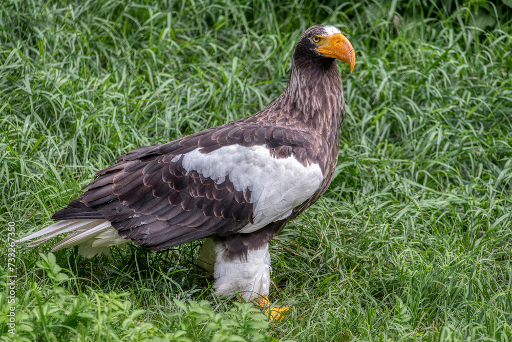 Obraz premium Close up of a Steller's Sea Eagle (Haliaeetus pelagicus)