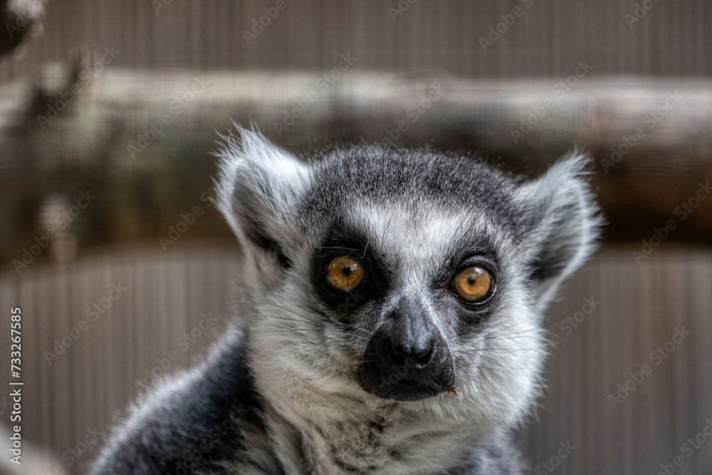Ring-tailed lemur or lemur catta