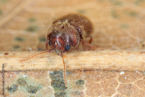 Lasioderma serricorne commonly known as the cigarette beetle, cigar beetle, or tobacco beetle is pest of tobacco dried herbs and many of others stored photo