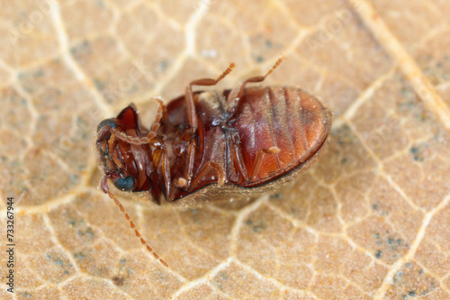 Lasioderma serricorne commonly known as the cigarette beetle, cigar beetle, or tobacco beetle is pest of tobacco dried herbs and many of others stored photo