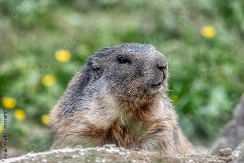 Close up big cute fluffy Alpine Marmot (Marmota marmota) © precinbe