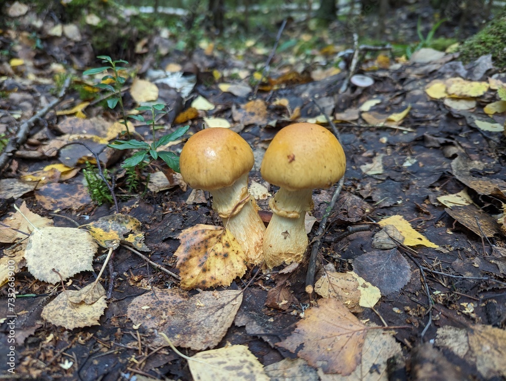 Cortinarius triumphans in the coniferous forest Cortinarius triumphans in the coniferous forest