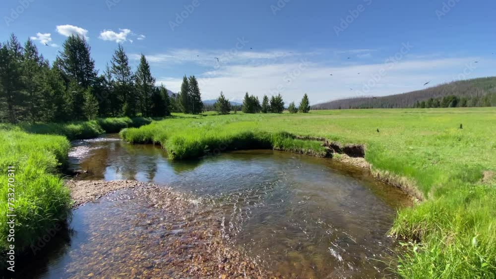 Swallows flying around a small river in Rocky Mountain National Park