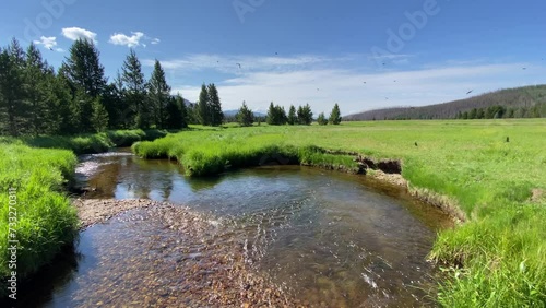 Swallows flying around a small river in Rocky Mountain National Park