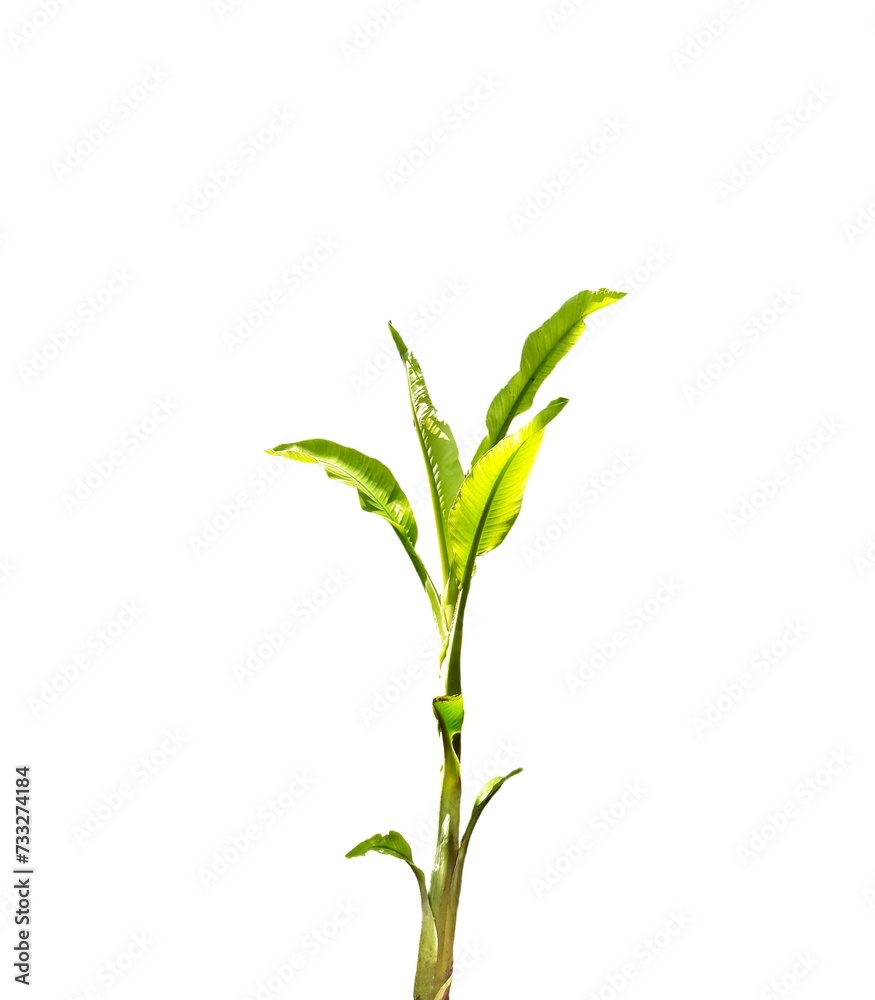 Fototapeta premium Banana tree isolated in white background.
