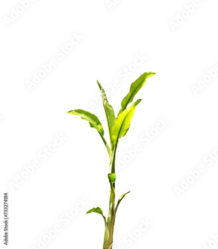 Banana tree isolated in white background. 