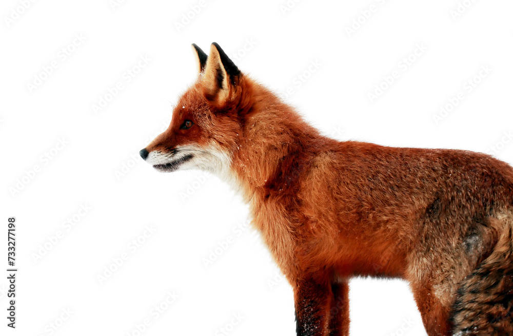 Fototapeta premium Fox In The Winter