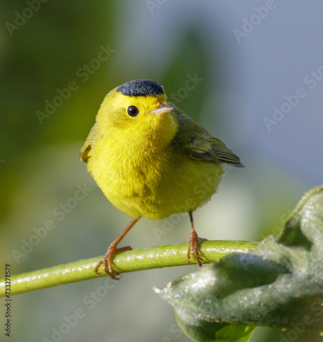 Wilson's warbler (Cardellina pusilla) male, Fort Bend County, Texas, USA.