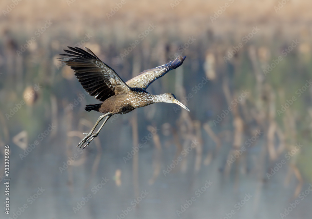 Limpkin (Aramus guarauna) flying over forest lake, Fort Bend County, Texas, USA. Limpkin (Aramus guarauna) flying over forest lake, Fort Bend County, Texas, USA.