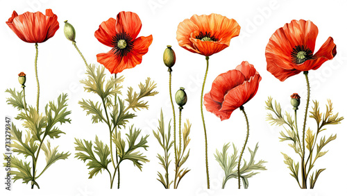 Colorful poppies on a white background.