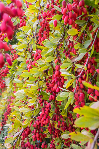 Autumn barberry bush with red fruits