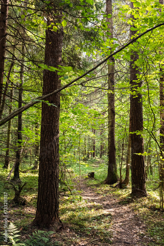 path in the woods, old pine forest