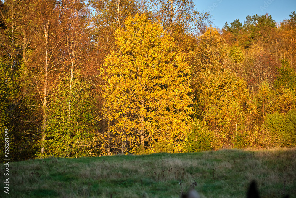 Beautiful colorful autumn landscape in Skaraborg Sweden