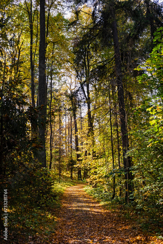 Path through an autumn park on a sunny day, natural landscape.